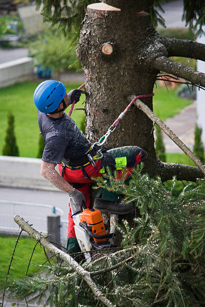 Best Stump Grinding and Removal  in Rochester, PA