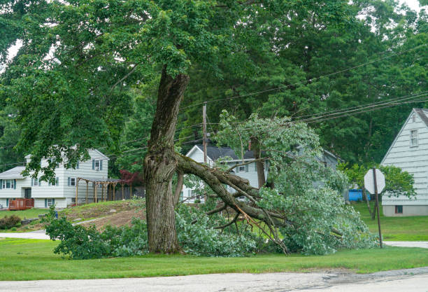 Best Tree Removal  in Rochester, PA