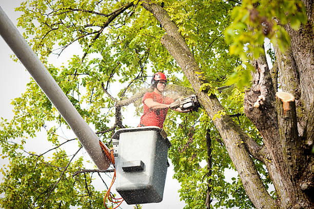 Best Tree Preservation Services  in Rochester, PA